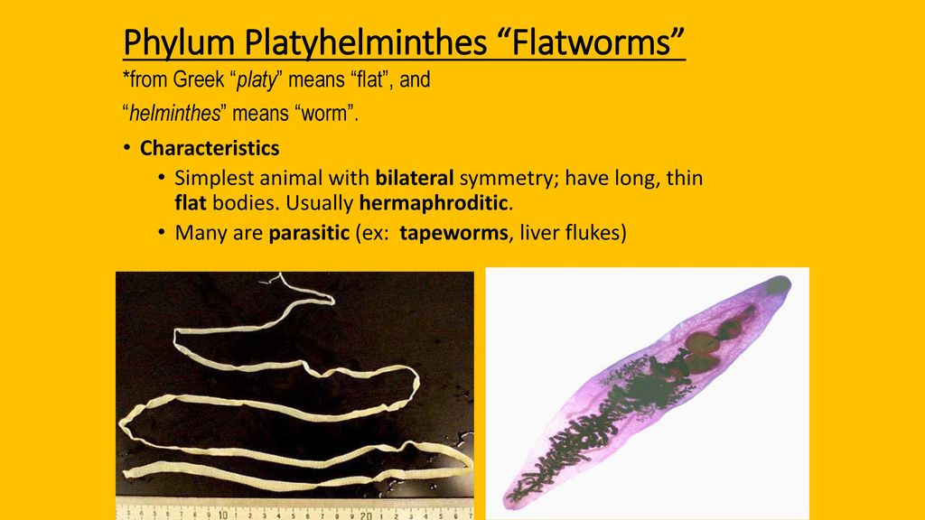 platyhelminthes ectotherm vagy endotherm paraziták jelei a test kezelésében